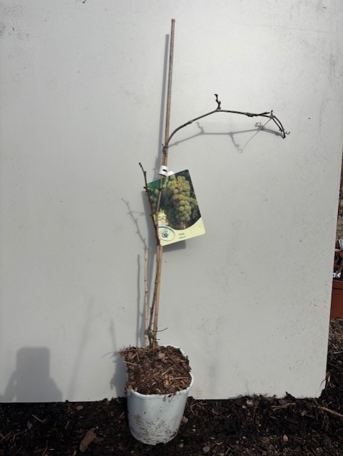 Vindruva Solaris vinranka i vit kruka med etikett, mot en enfärgad bakgrund.