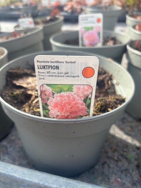 En kruka märkt "Perenn stor röd - Luktpion SORBET" med skötselråd på svenska.