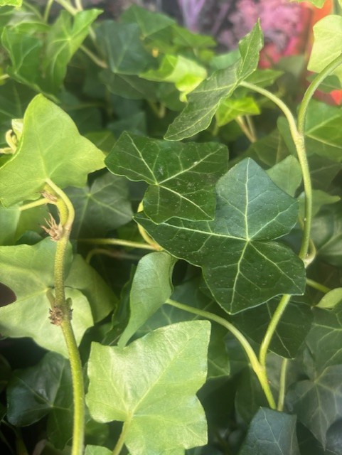 Närbild av Kruka Hederas gröna murgröneblad med synliga vener och stjälkar.