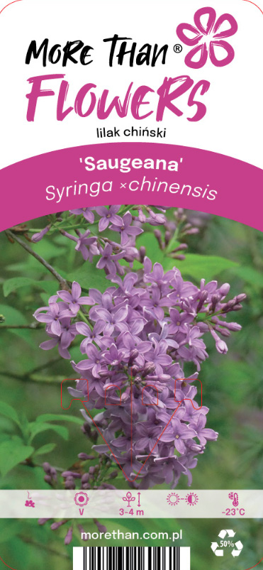 Småbladig Syren Saugeana i blom med växtinformation och varumärke på en växtetikett.