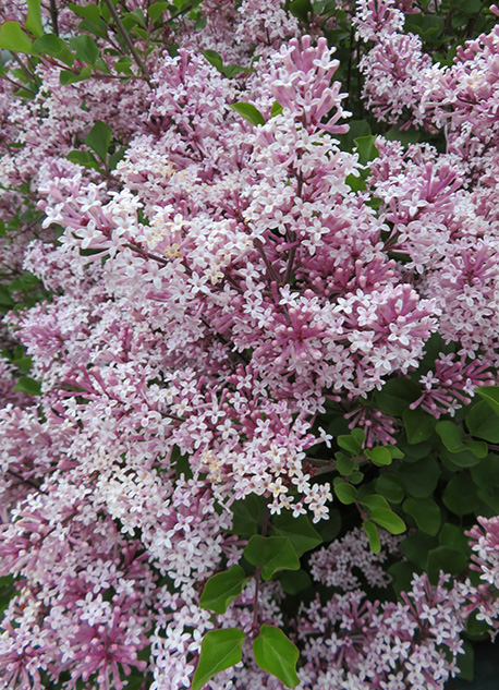 Ljuslila Småbladig Syren Superba-blommor med gröna blad i bakgrunden.