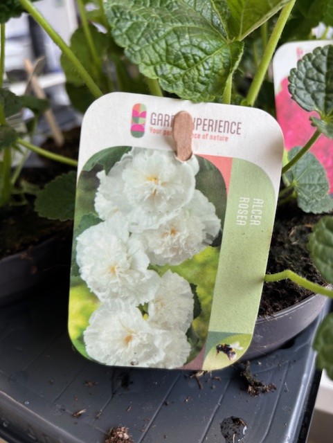 Växtbricka som visar vita dubbla blommor märkta Alcea rosea vit bland gröna blad.