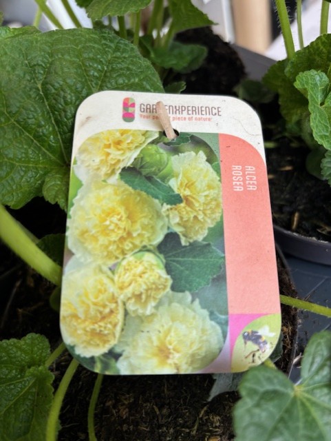 Växtbricka för Alcea rosea gul med gula dubbla stockrosor bland gröna blad.