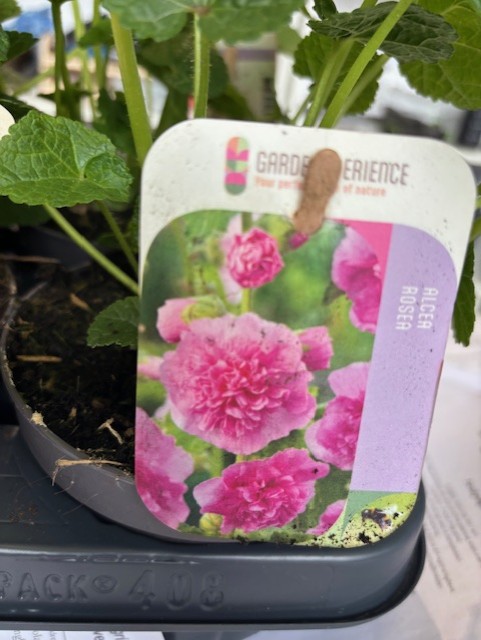 Växtbricka som visar rosa stockrosblommor märkta Alcea rosea rosa i en kruka.