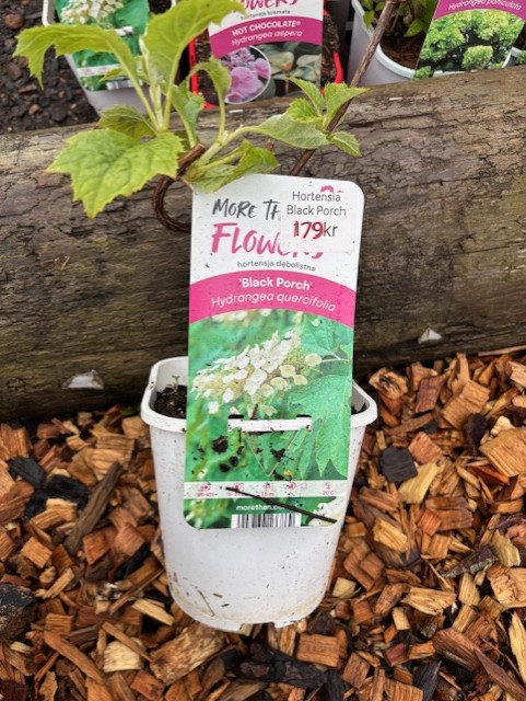 Hydrangea quercifolia Black Porch med växtbricka, på träspån.