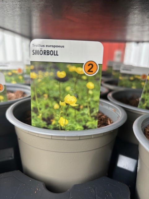 Perenn 2 - Trollius Europaeus krukväxt med gula blommor i blom.