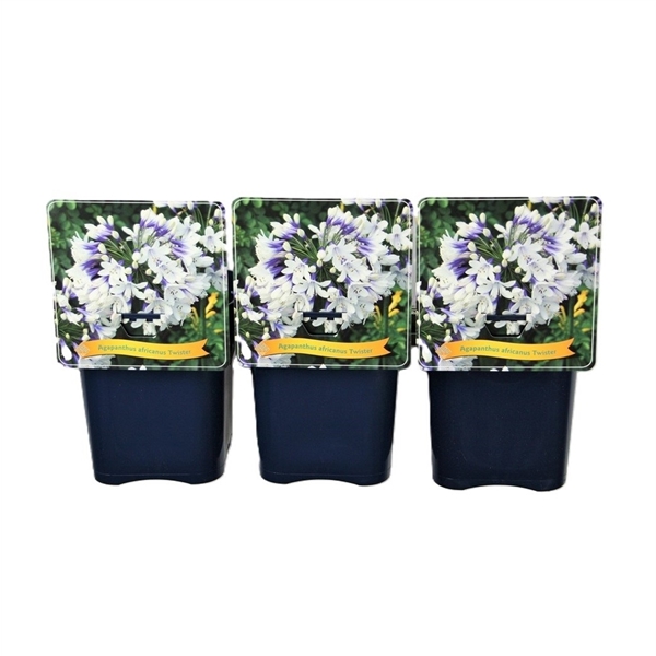 Tre svarta krukor med etiketter på Agapanthus africanus 'Twister' med vita blommor.