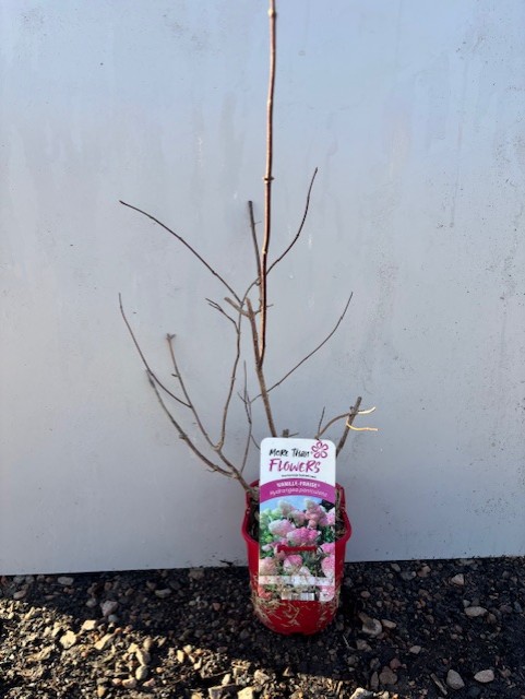 En Hortensia Vanille Fraise krukväxt med etikett, på grus mot en vit bakgrund.