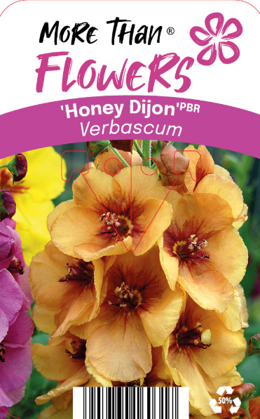 Orangegula Kungsljus Honey Dijon-blommor med några rosa blommor bredvid sig.