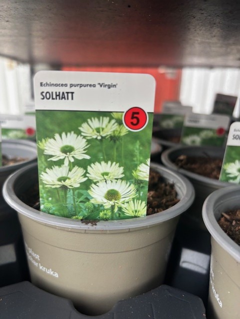 Perenn 5 - Echinacea Purpurea VIRGIN med vita blommor i kruka, prislapp fäst.
