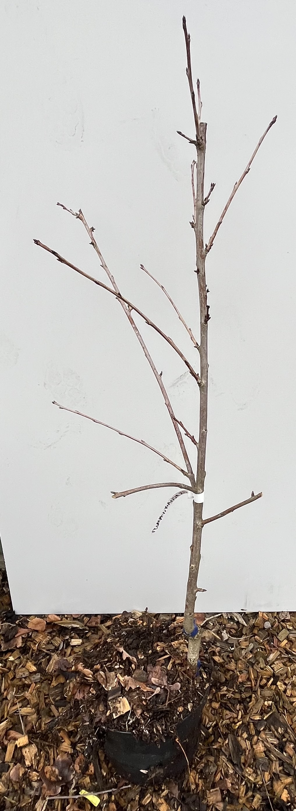 En liten Körsbär Wanda-splint i kruka på träflis, mot en vit bakgrund.