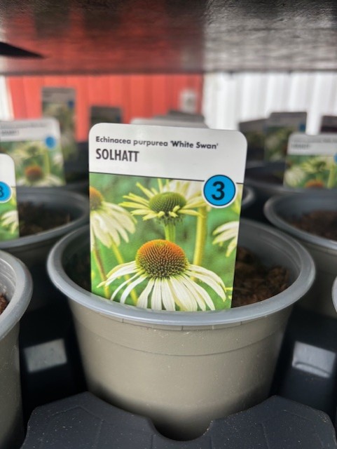 Närbild av en växtetikett för Perenn 3 - Echinacea Purpurea WHITE SWAN i en grå kruka.