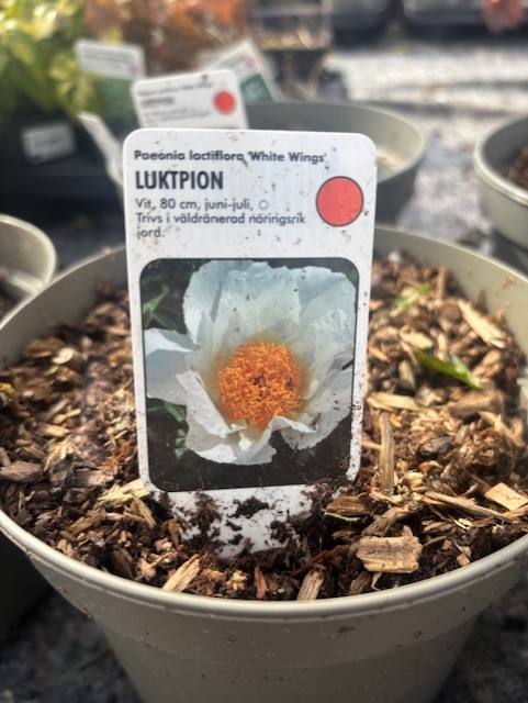 En kruka märkt "Perenn stor röd- Luktpion WHITE WINGS" med skötselråd på svenska.