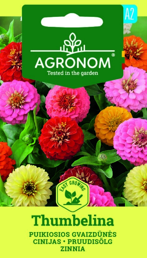 Färgglada zinnia-blommor i blom på ett fröpaket märkt Diana Agronom Buttom Box.