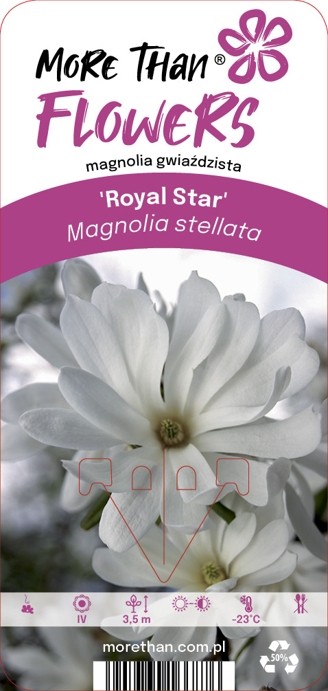 Magnolia Royal Star: vita stjärnformade blommor, växtinformation finns på blomsteretiketten.