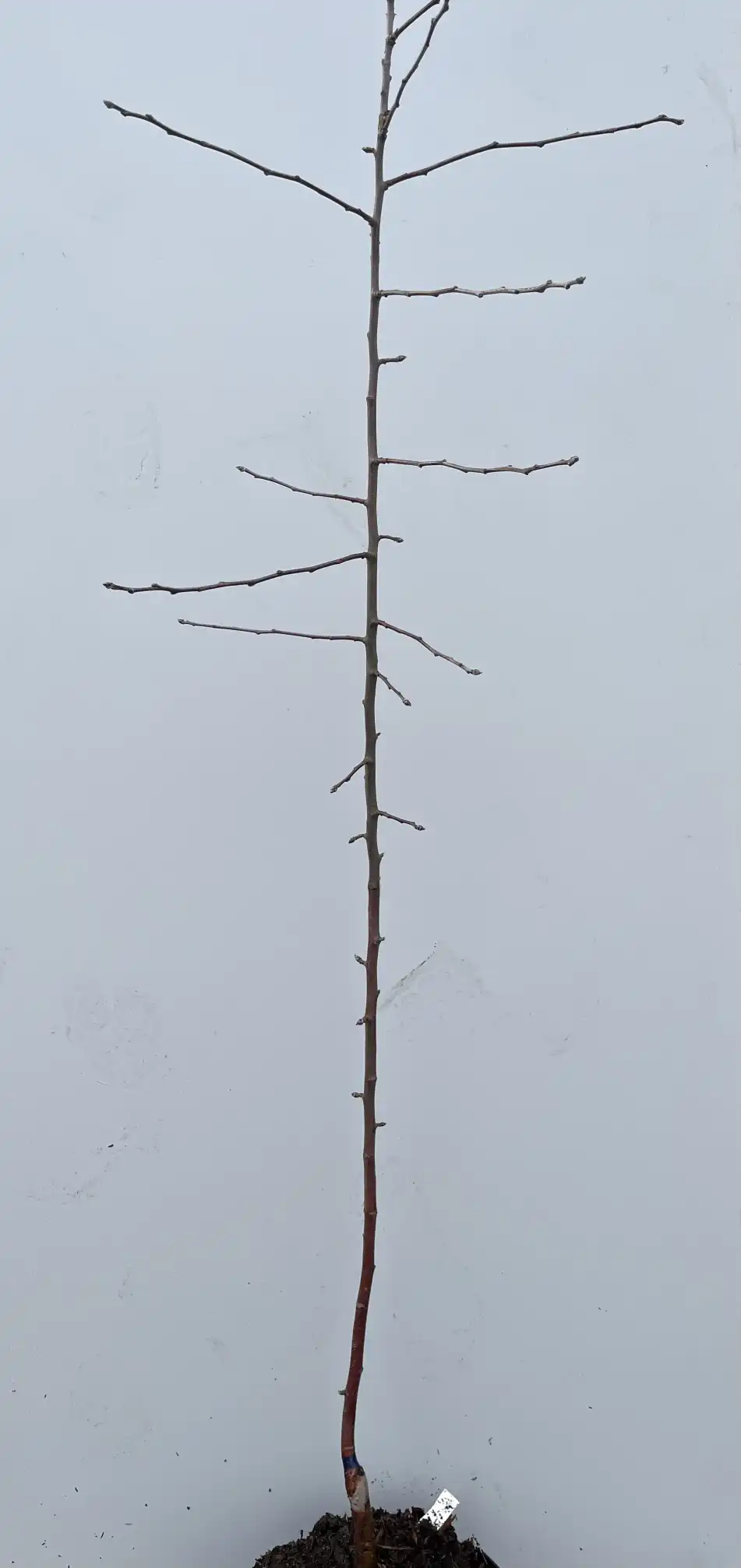 Äppelträd Waleria
