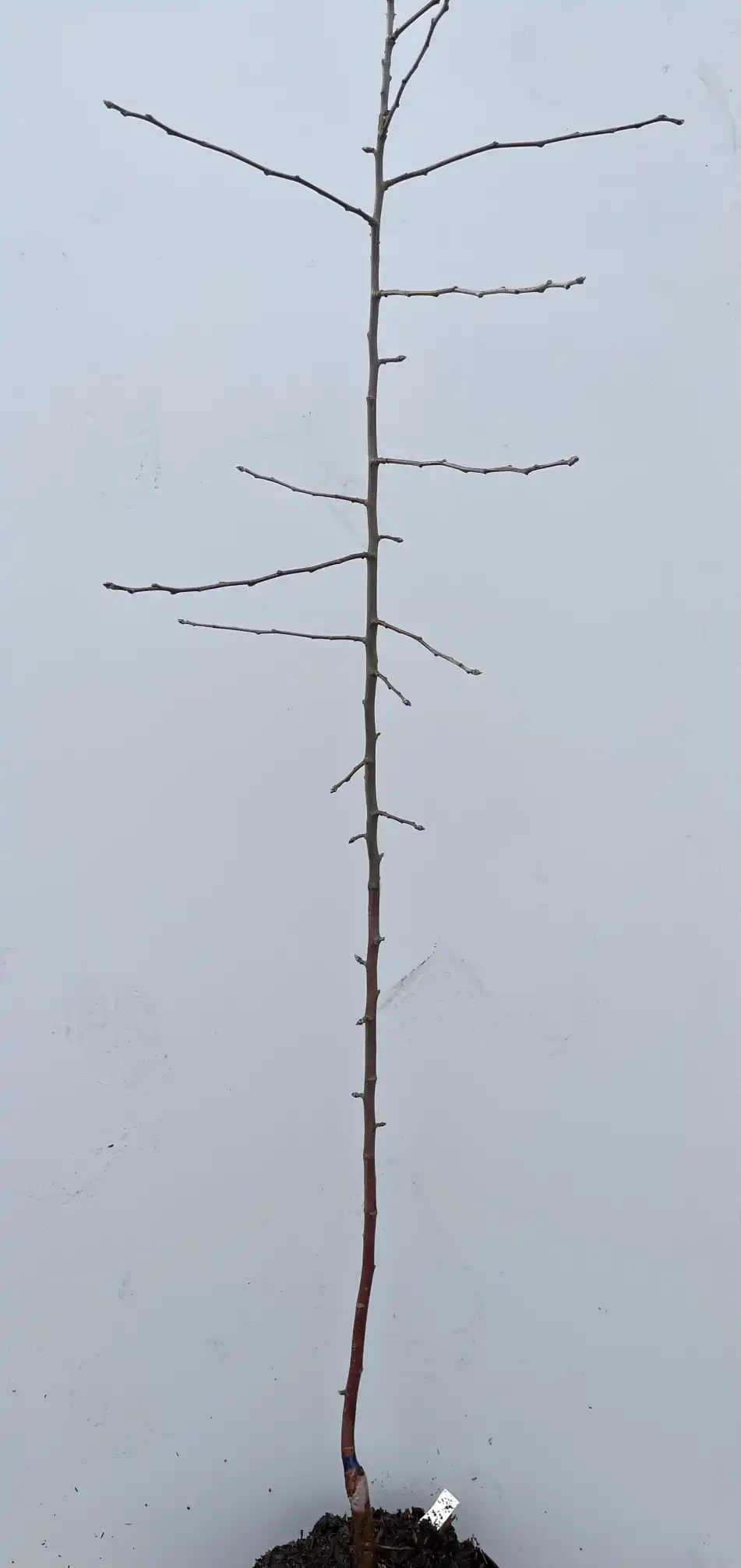 Äppelträd Waleria är en bar planta med tunna grenar på en slät, ljus bakgrund.