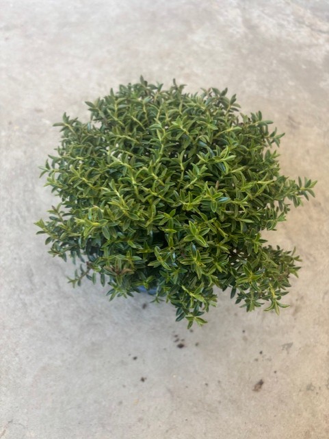 En liten, rund Hebe blandningsplanta på en grå betongyta.