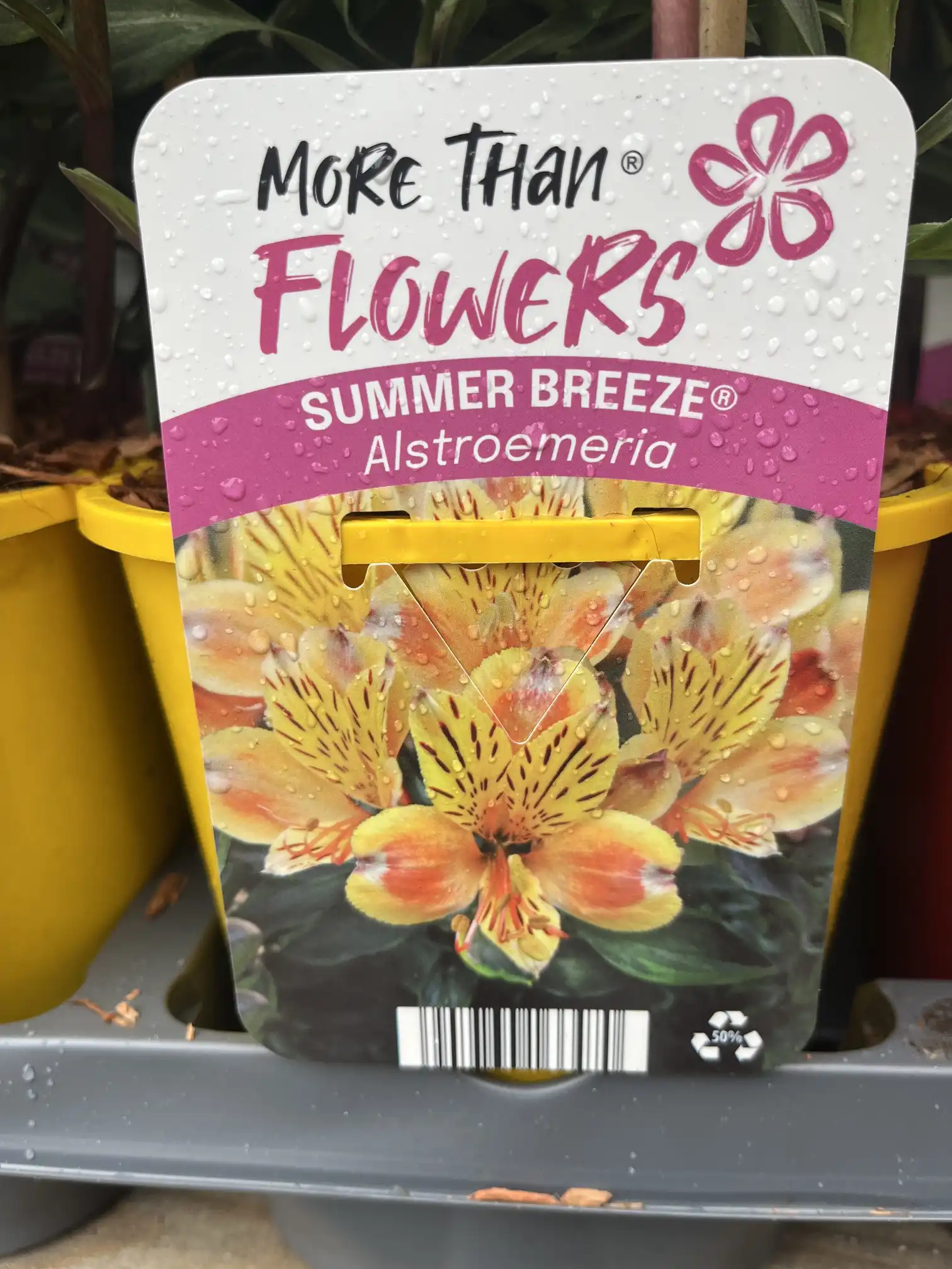 Växtbricka med gula och orange Alstroemeria SUMMER BREEZE®-blommor med text och droppar.