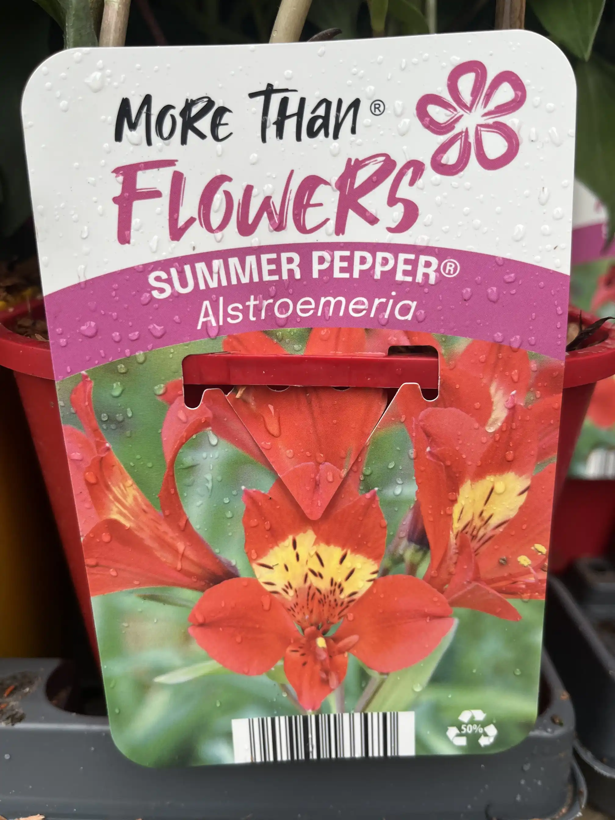 Etikett för Alstroemeria SUMMER PEPPER® med röd-orange blommor prydda med daggdroppar.