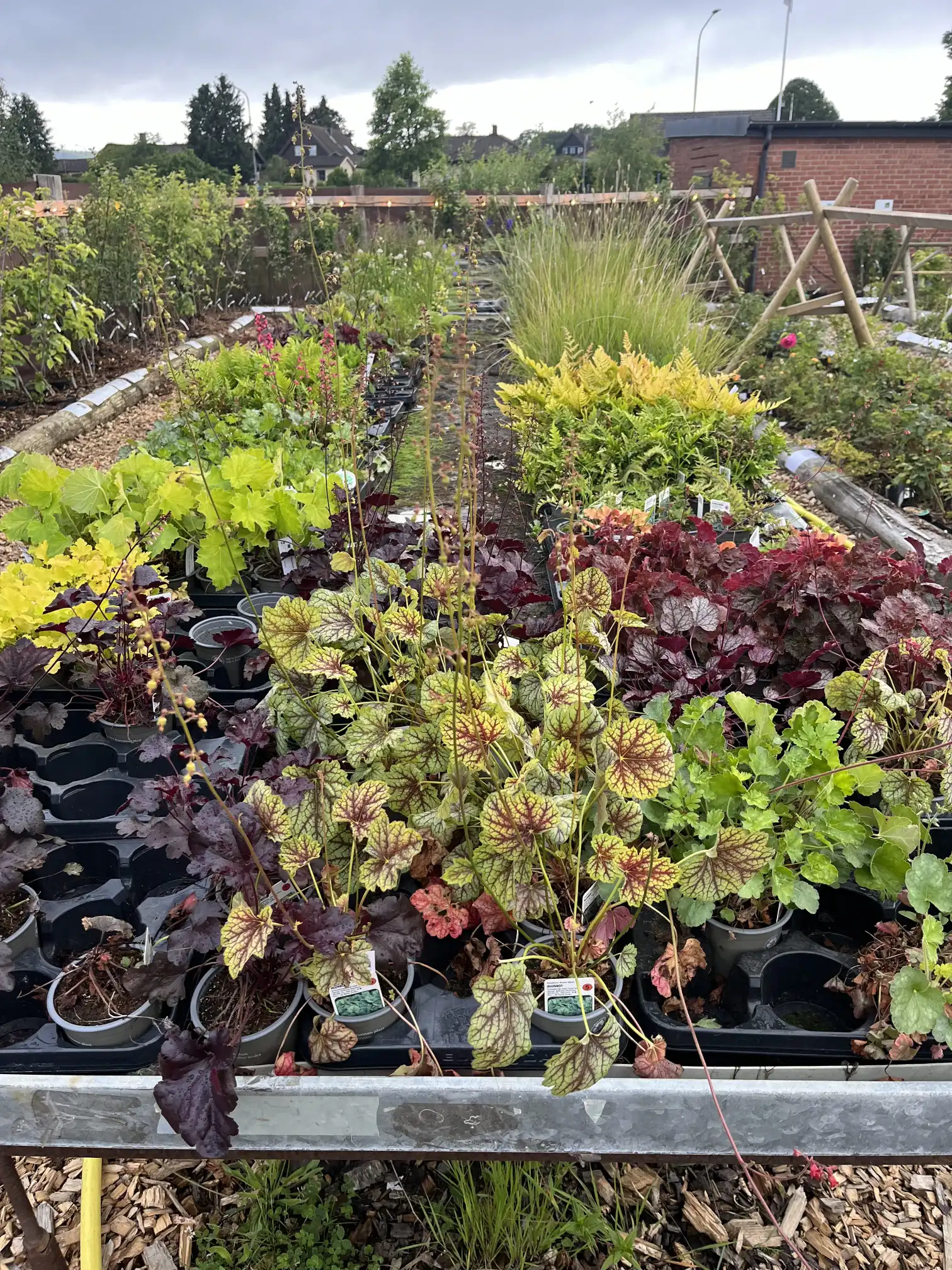 Blomma Perenn liten kruka
