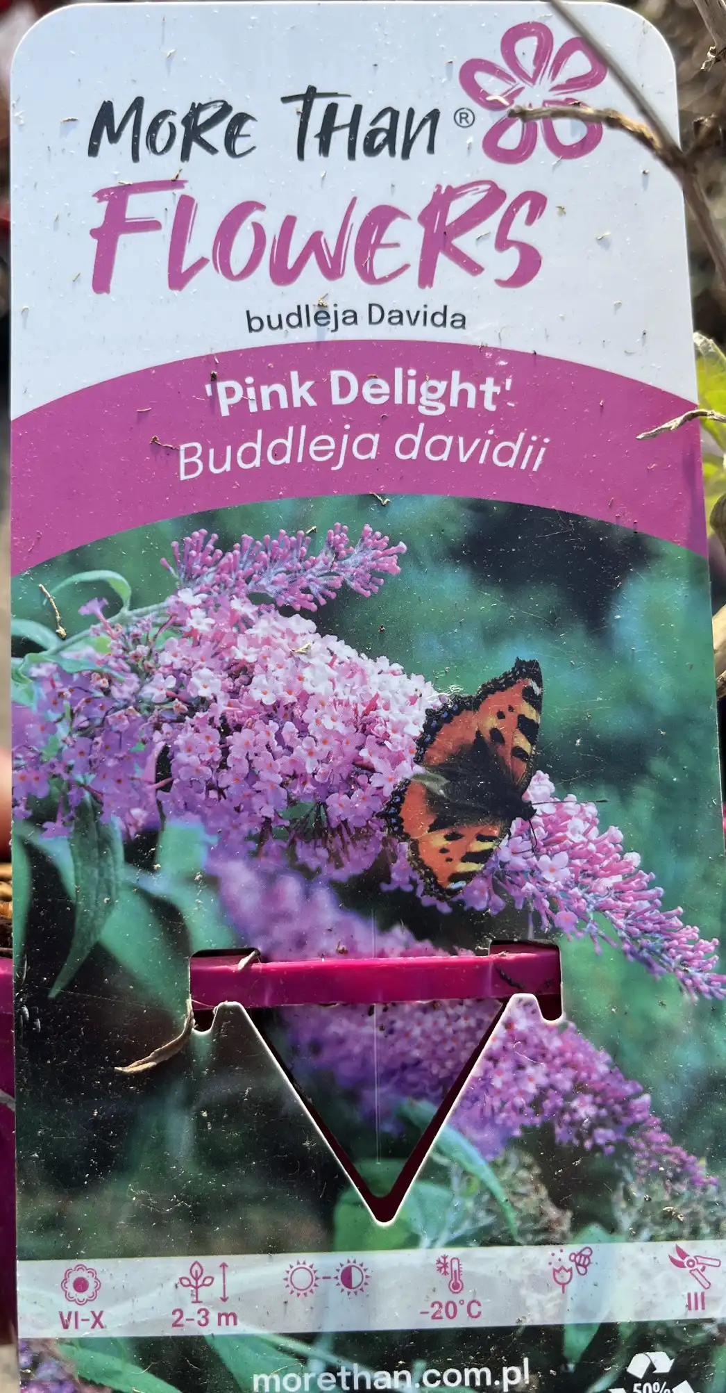 En fjäril på Fjärilsbuske Buddleja davidii Pink Delight med växtvårdsdetaljer synliga.