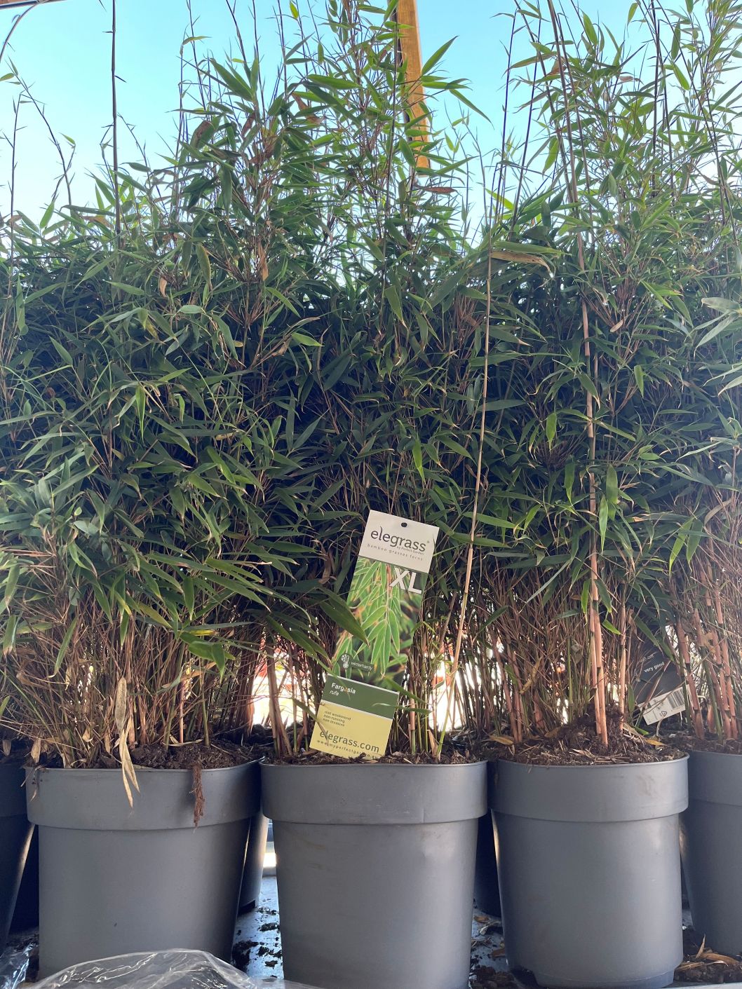 Bambu Fargesia 'Rufa'