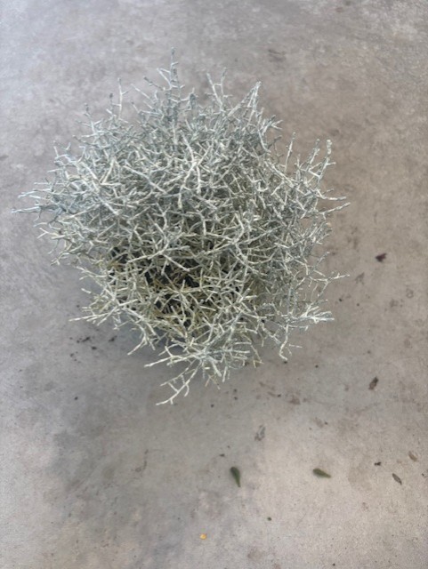 En liten Silvertrassel-växt står på en grå betongyta.