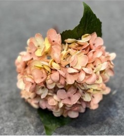 Hortensia Antik Rosa: ljusrosa hortensia blommar med gröna blad på en grå yta.