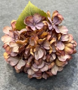 En Hortensia Lila-blomma med blekt lila kronblad och ett grönt blad på en grå bakgrund.