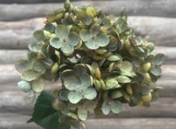 Hortensia Grön blomma med blekt grön nyans och suddig träbakgrund.