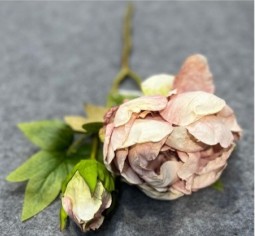 En Pion Beige ros med gröna blad på en grå yta.