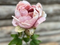 En närbild av blomman Pion Rosa som blommar med en suddig träbakgrund.