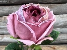 En närbild av Ros Lila med träplankor i bakgrunden.