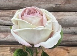 Ros Rosa/vit med mjuka rosa kronblad framför en träbakgrund.