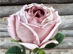 Närbild av rosen Ljuslila med gröna blad mot en träbakgrund.