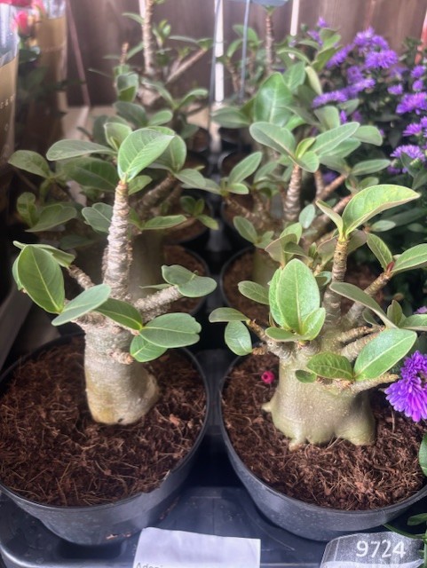 Små suckulenter i kruka med tjocka stammar och gröna blad, omgivna av lila blommor.