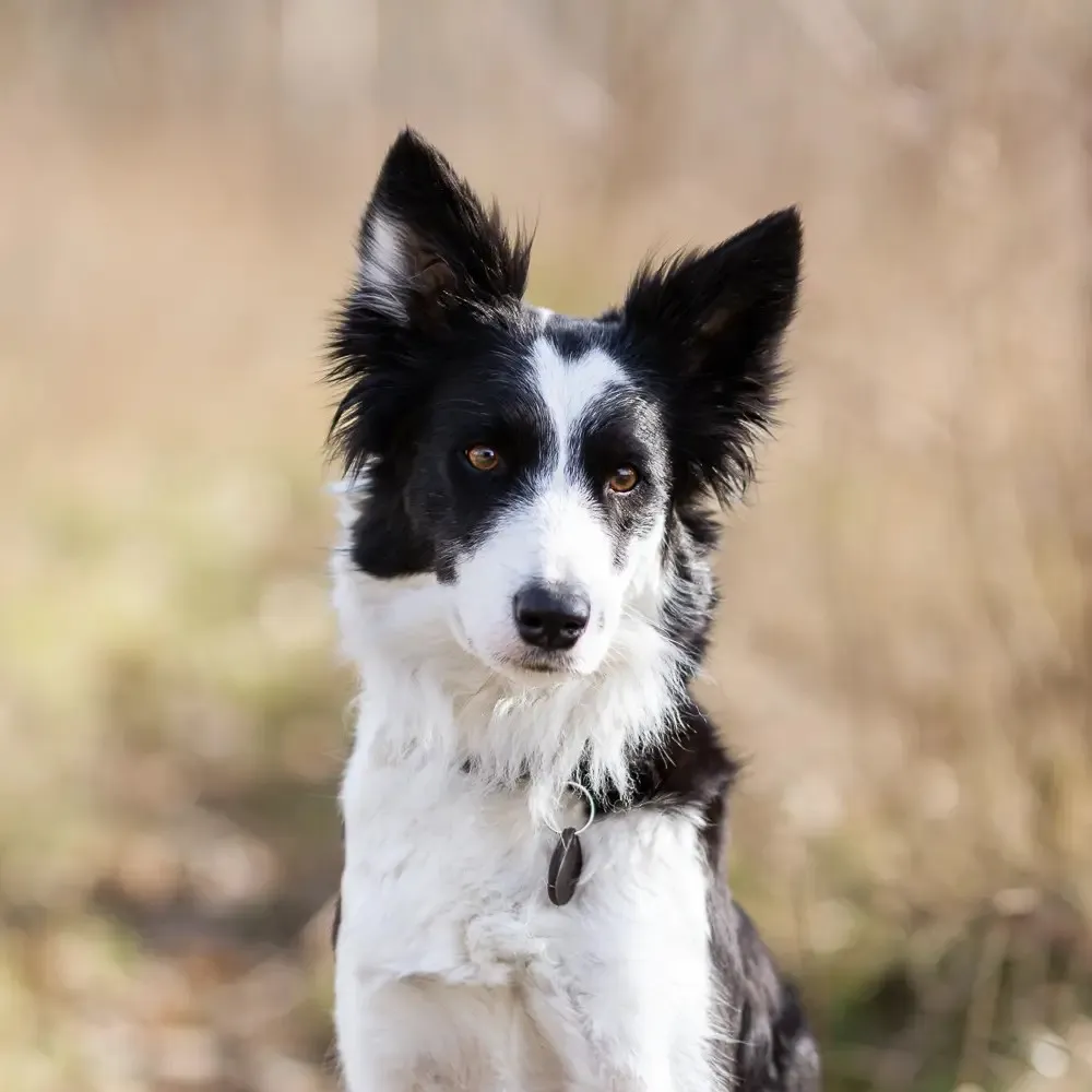 Svartvit Border Collie-hund som sitter utomhus mot en oskarp naturlig bakgrund.