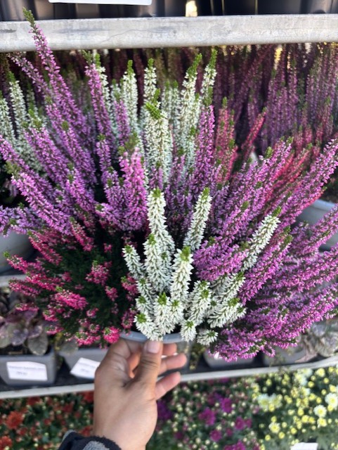 En hand håller i en Ljung Trio 23 cm kruka med rosa, lila och vita blommor i en växtbutik.