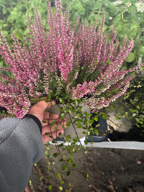 Hand håller i Ljungmix 13 cm kruka med rosa ljung och gröna blad i en trädgård.