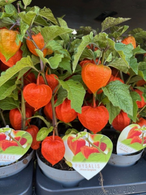 Physalis-växter med gröna blad i små krukor, med ljusorange, lyktformade frukter.