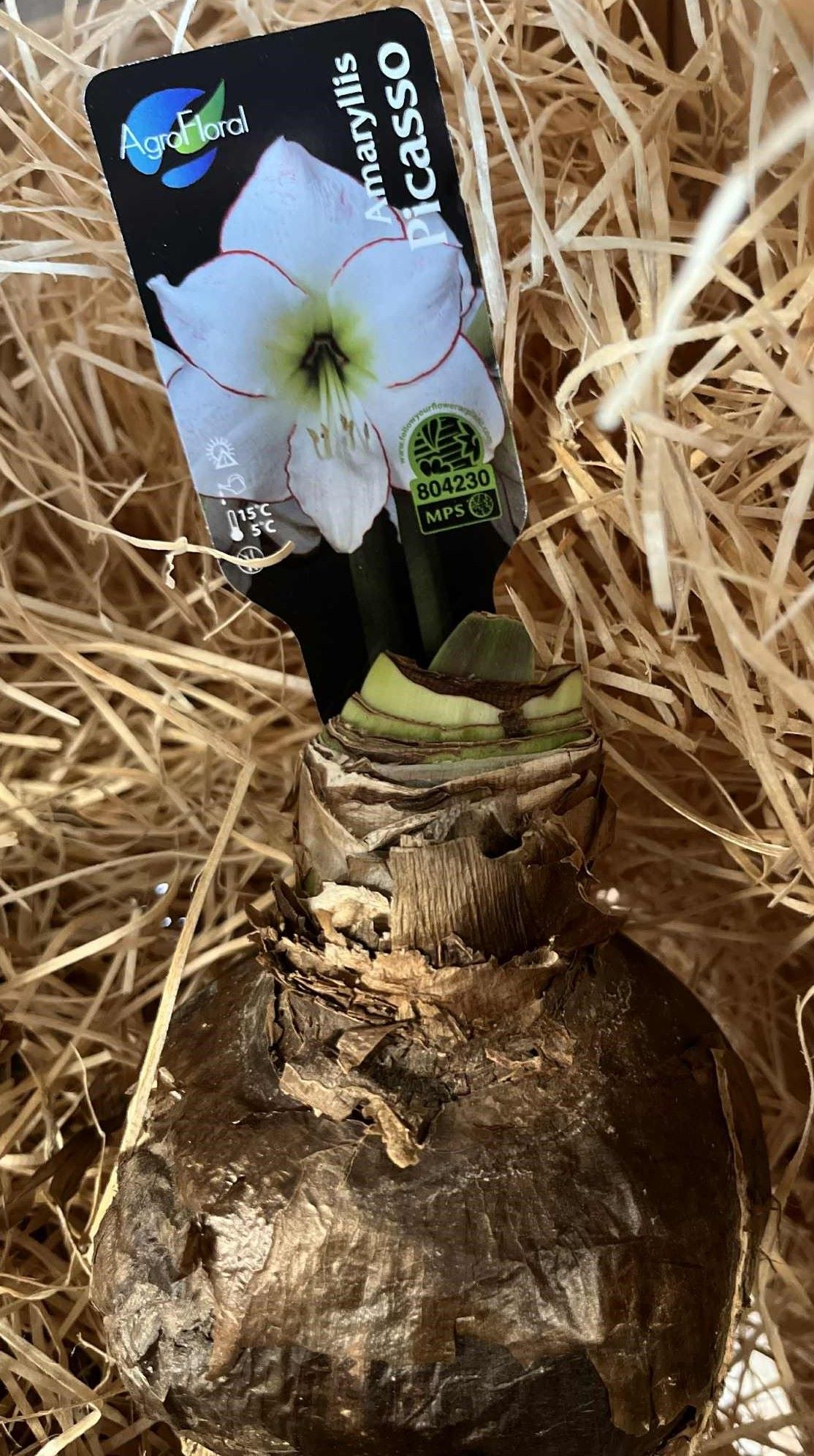 Amaryllislök Picasso 32/34 i halmliknande förpackning.