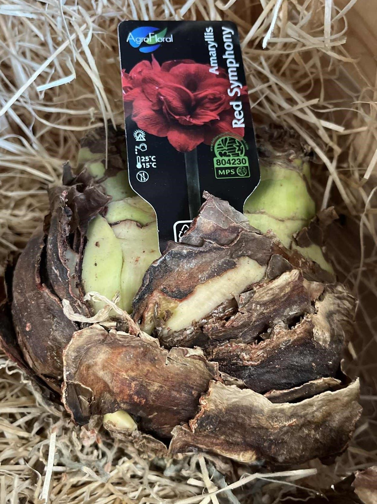 Amaryllis RED SYMPHONY 42/44 lök inbäddad i halmliknande förpackningsmaterial.