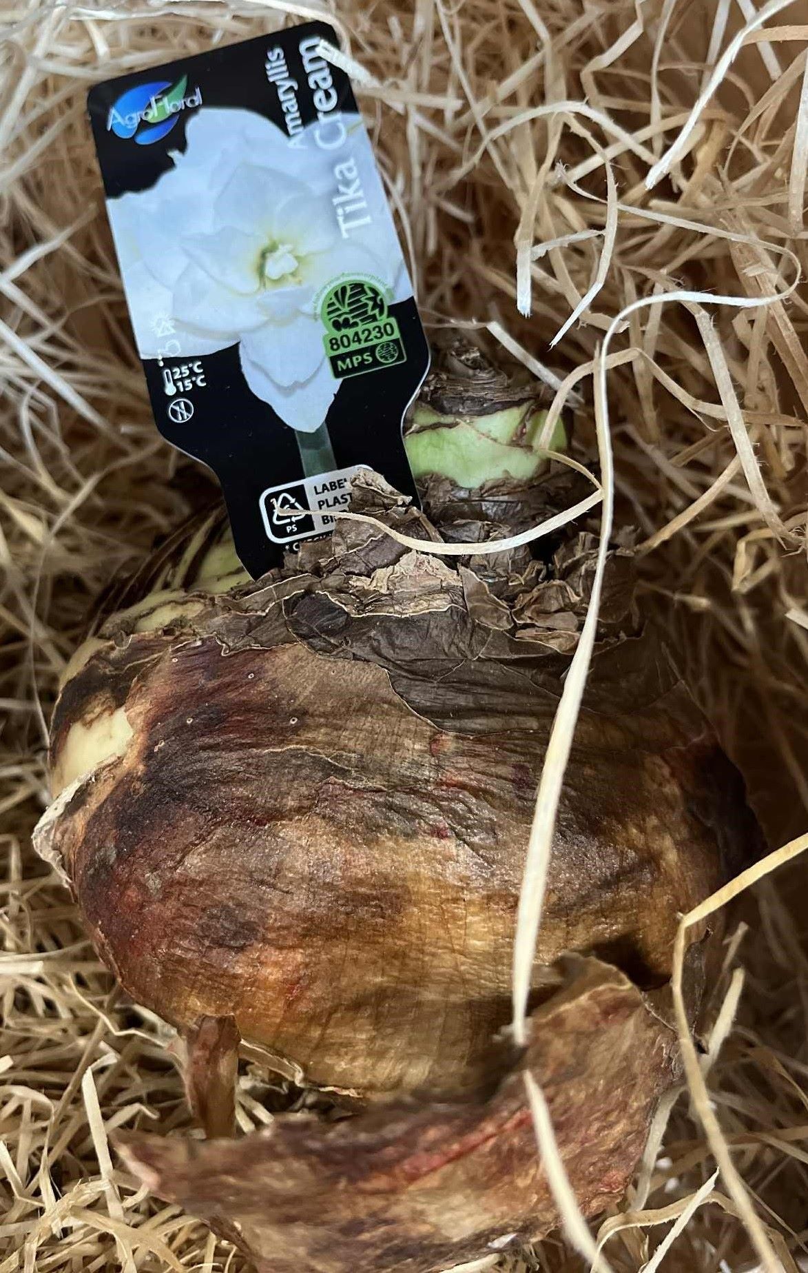 En stor Amaryllis TIKA CREAM 40/42-lampa vilar i halmliknande förpackningsmaterial.