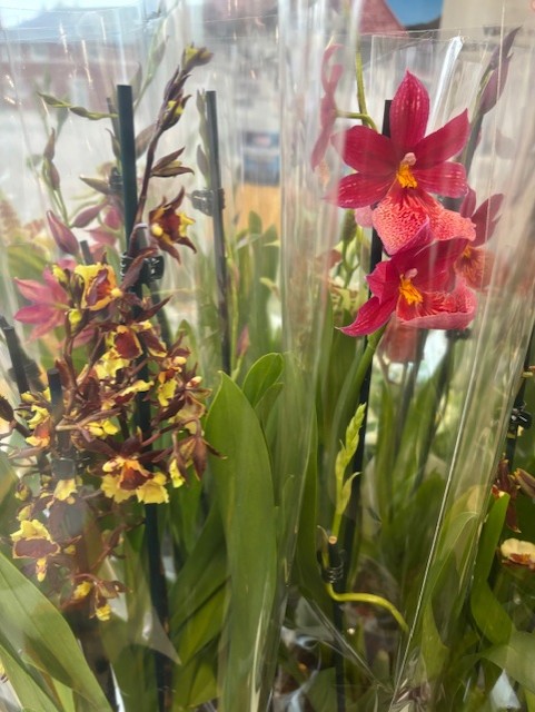 Orkidé - Cambria mix: röda och gula orkidéer med gröna blad i genomskinliga plasthylsor.