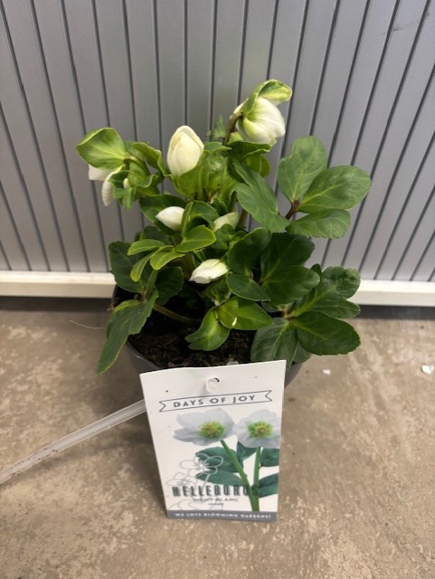 Helleborus - Julros ø12 med vita knoppar och Days of Joy-etikett på ett grått golv.