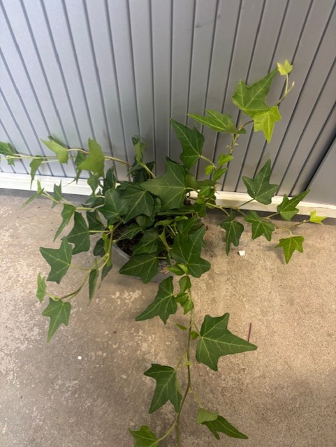 En Hedera Helix grön ø9 med efterhängsna rankor står på ett grått betonggolv.