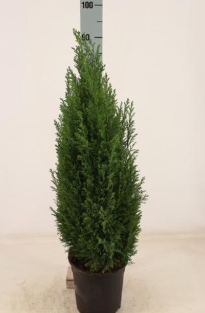 Enbuske - Ellwoodii 80-100: litet vintergrönt träd i kruka framför höjdskalan.