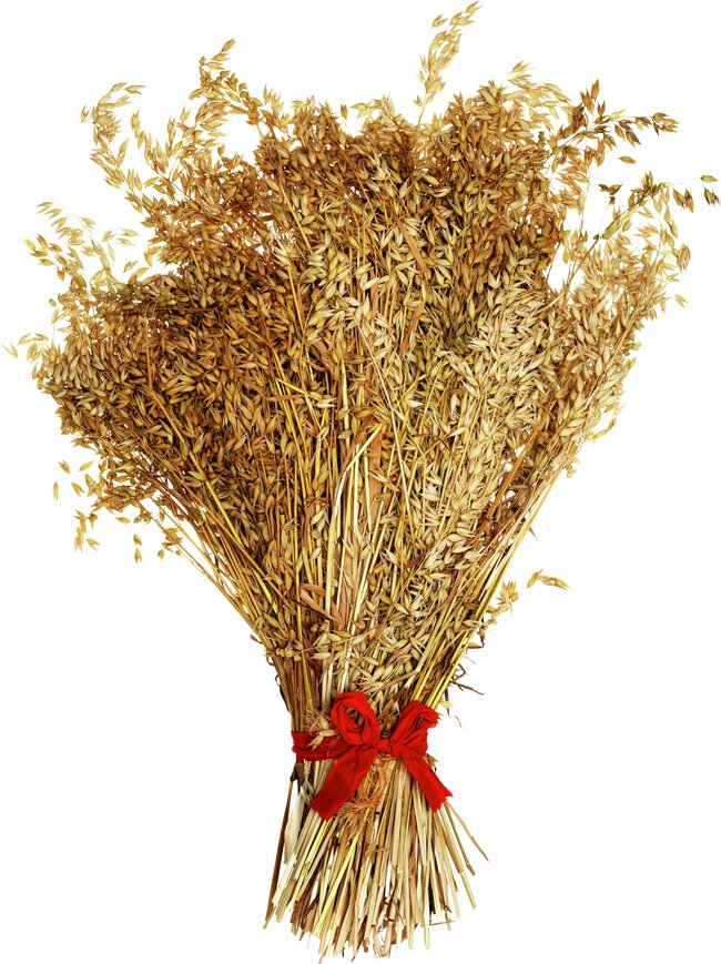 En Julkärve: torkade havrestjälkar buntade och knutna med ett rött band.