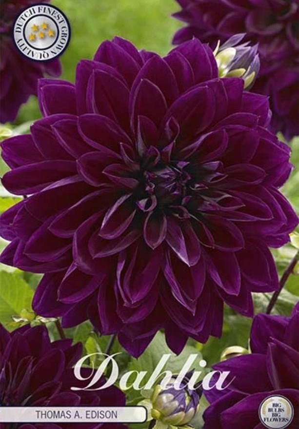 Dahlia Deco. Thomas A. Edison